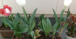 ベランダのお花が咲きました♪