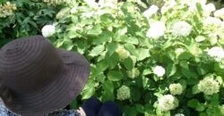 紫陽花を見に！